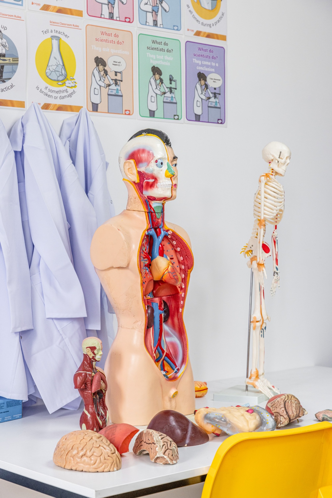 Anatomy room